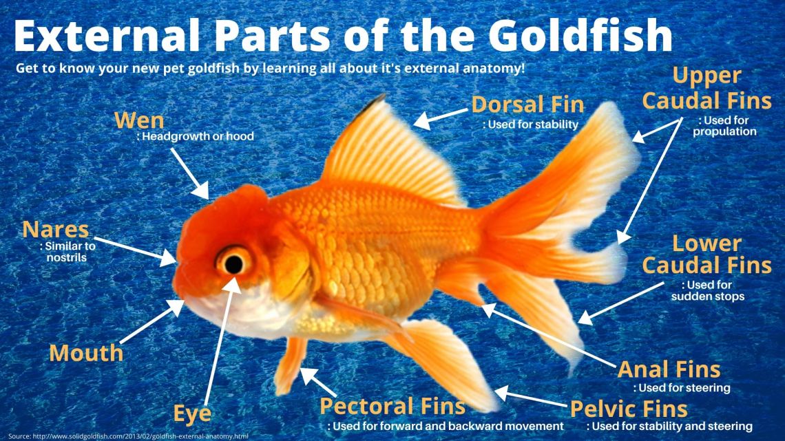 External Parts of the Goldfish