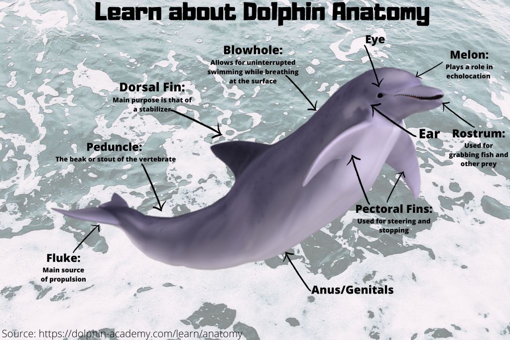 anatomy-of-a-dolphin-bloomsburg-infographics