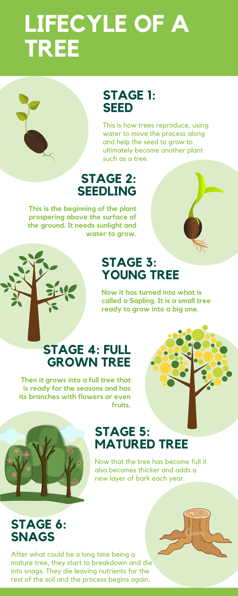 Green Illustration Butterfly Timeline Infographic.png