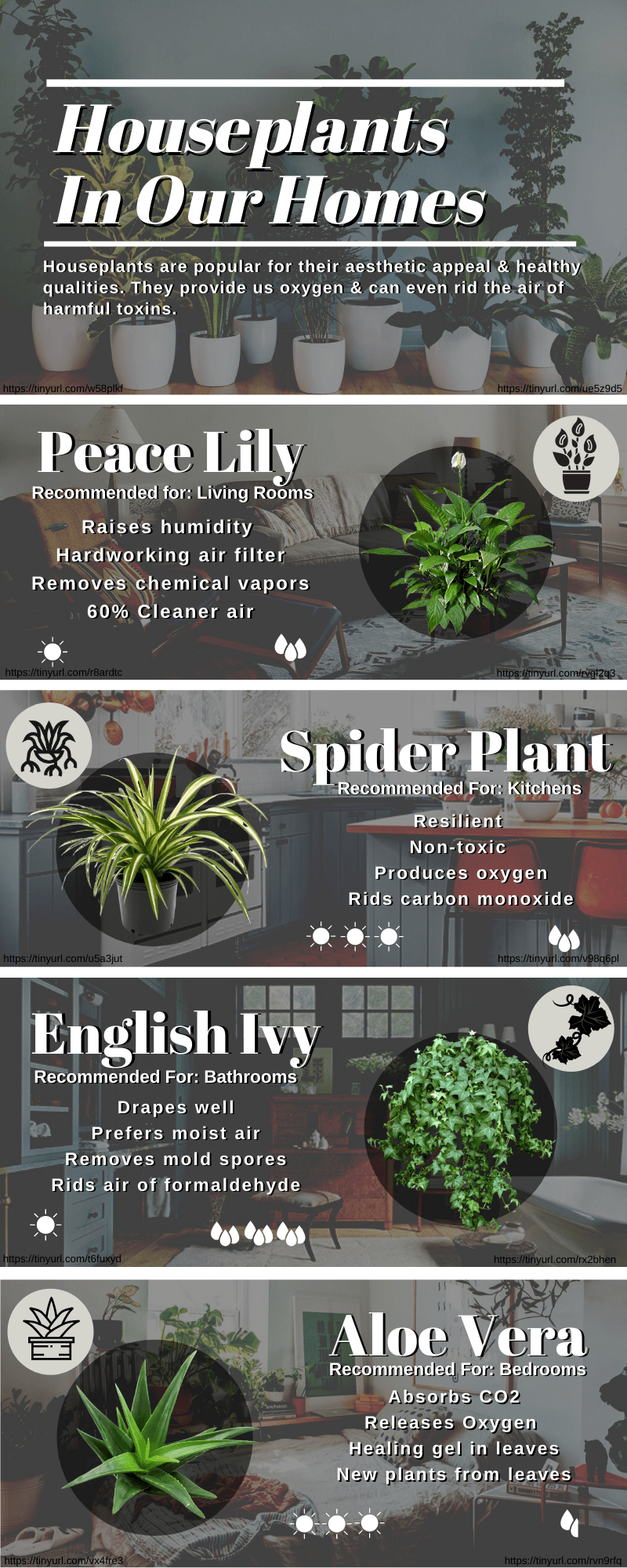 Room-by-Room Guide to Housepants (1)